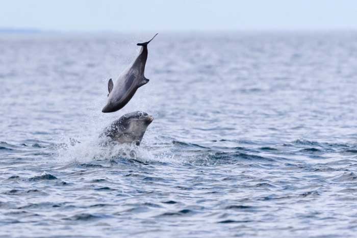 Дельфин играет с трупом морской свиньи