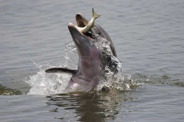 Дельфины едят рыб