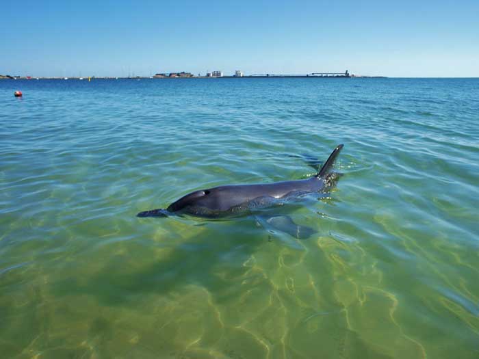 Дельфин ищет корм вблизи берега