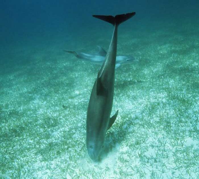Дельфин ищет корм на дне