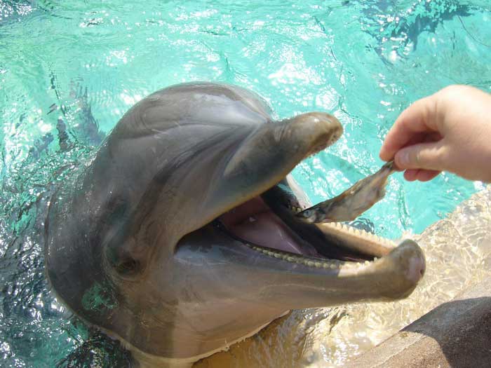 Человек кормит дельфина