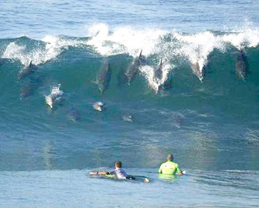 Дельфины плывут к берегу