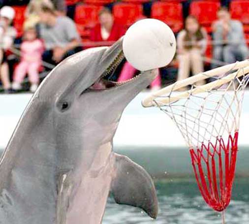Дельфин в дельфинарии