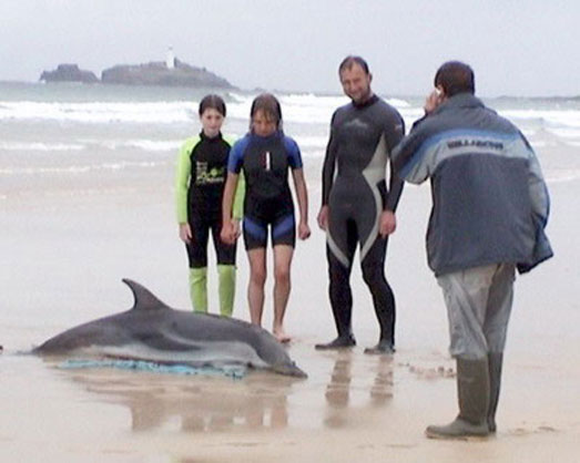 Дельфина выбросило на берег