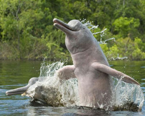 Речной дельфин реки Амазонки