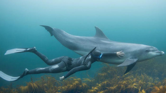Пловец рядом с дельфином