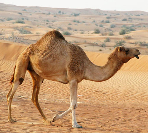 Одногорбый верблюд - внешний вид