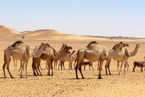 Стадо одногорбых верблюдов
