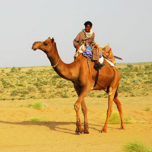 Человек сидит на одногорбом верблюде