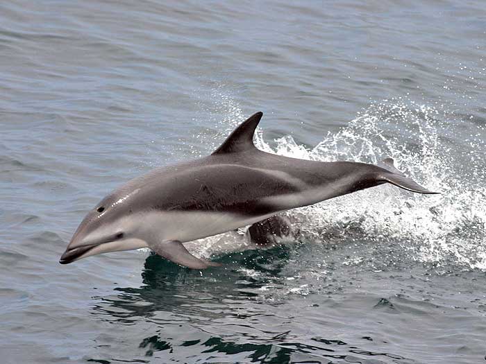 Тёмный дельфин, описание, фото