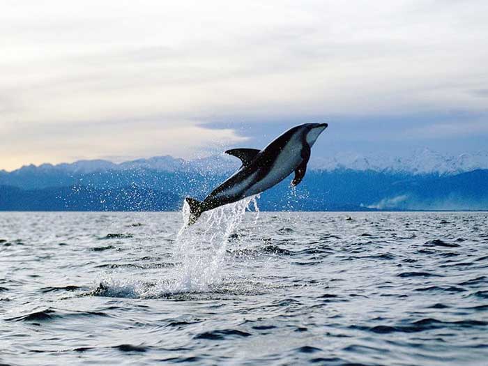 Прыжок тёмного дельфина