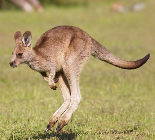 Гигантский кенгуру - внешний вид