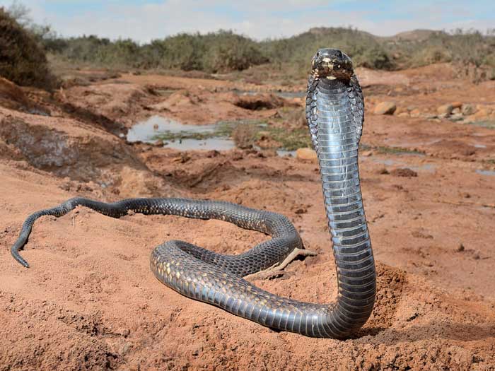 Египетская кобра, описание, фотографии