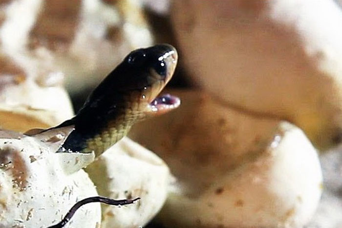 Новорождённая египетская кобра появляется из яйца