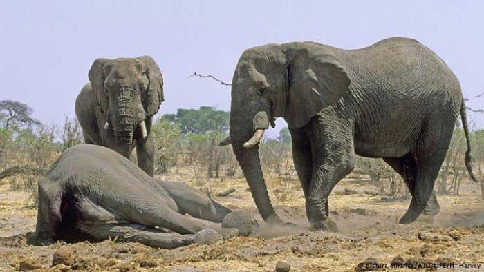 Слоны прощаются с мёртвым другом