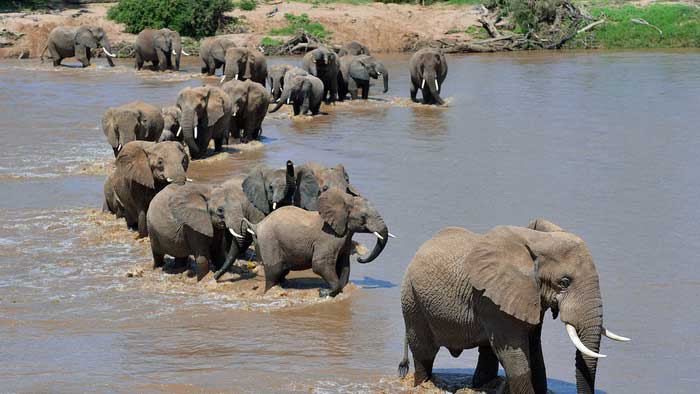 Слоны переходят реку вброд