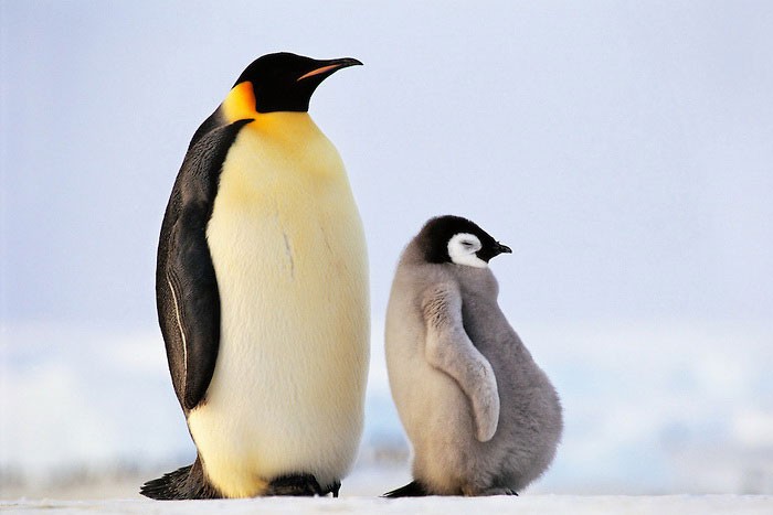 Императорские пингвины - внешний вид