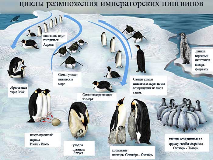 Императорские пингвины размножаются