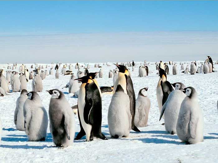 Колония императорских пингвинов