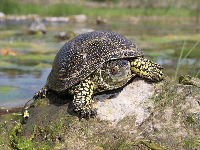 Болотная черепаха, описание, фото