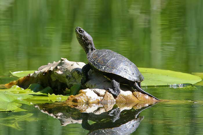 Болотная черепаха на болоте