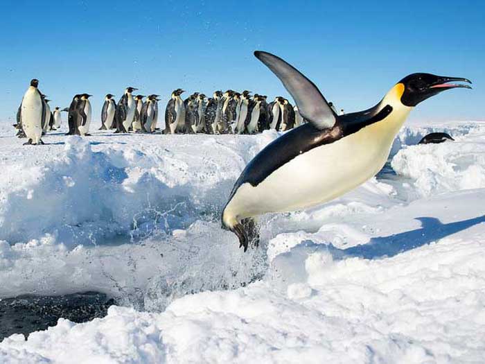 Пингвин выпрыгивает из воды
