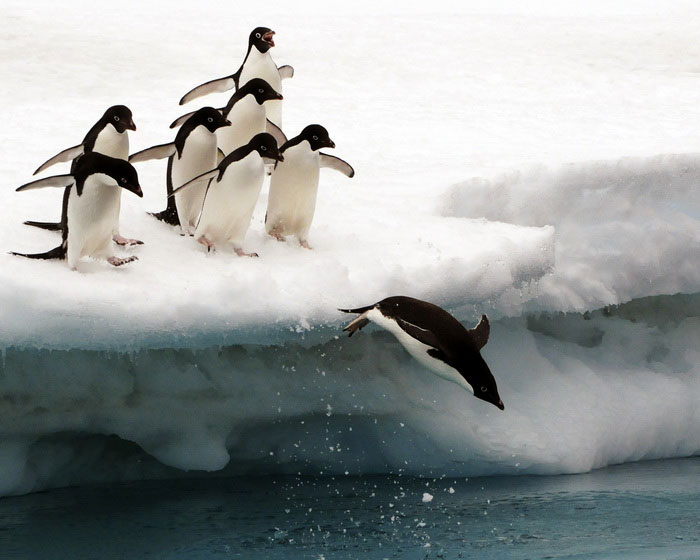 Пингвин прыгает в море