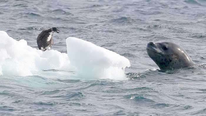 Морской леопард охотится на пингвина