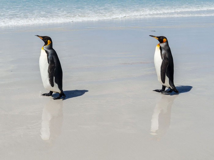 Два пингвина на берегу