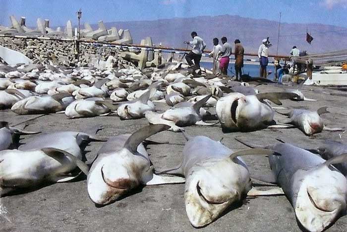 Пойманные акулы на берегу