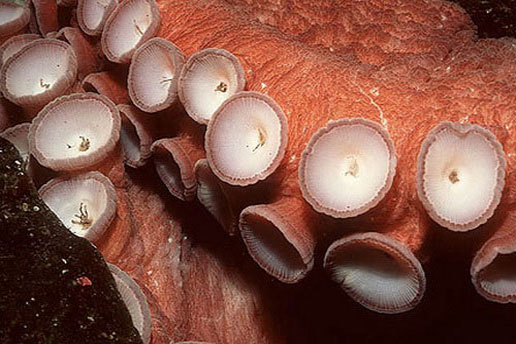 Присоски гигантского осьминога