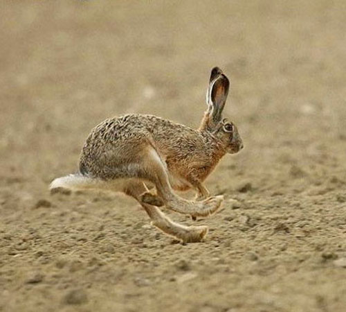 Заяц-русак бежит