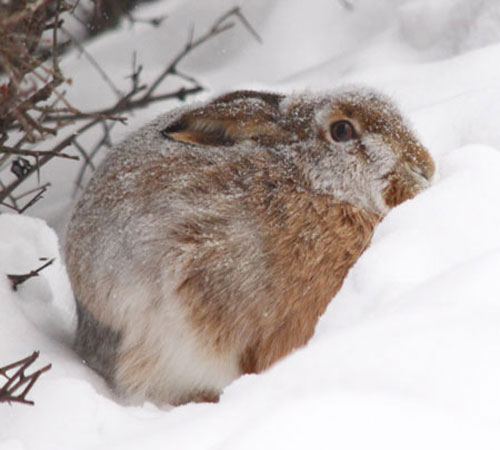 Заяц-русак в снегу
