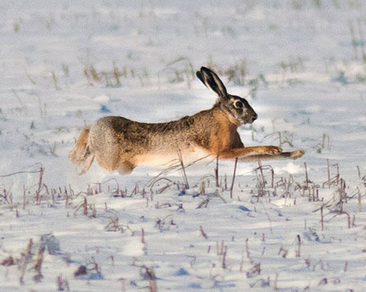 Заяц-русак бежит по снежному полю
