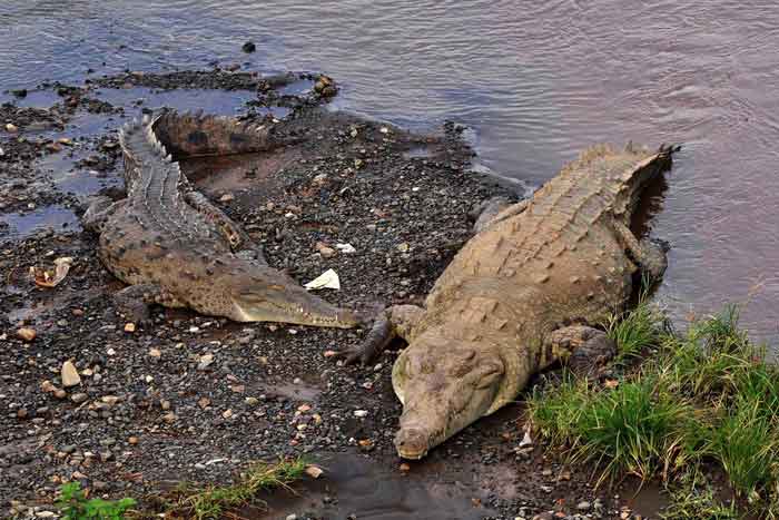 Факты о крокодилах, фото