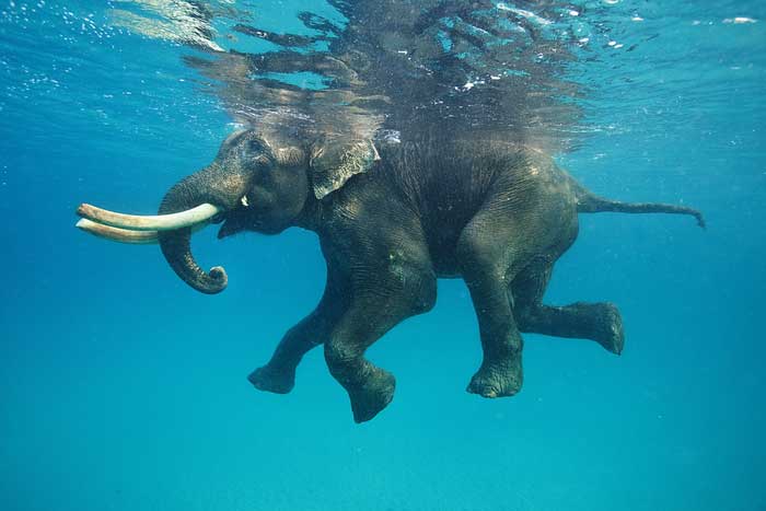 Слон плывёт под водой