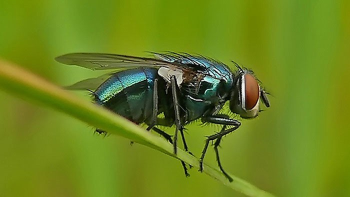 Факты о мухах, фото