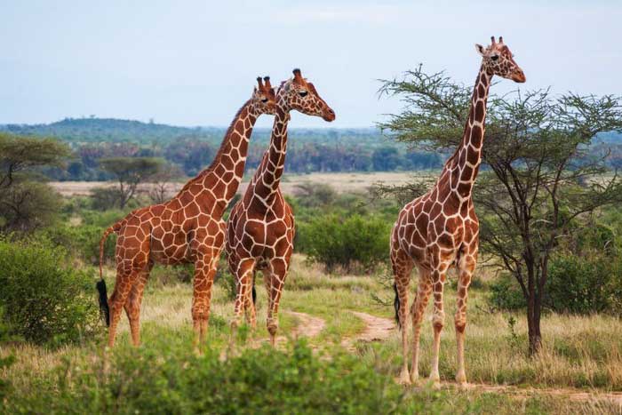 Три жирафа в Африке