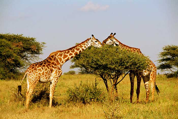 Жирафы едят