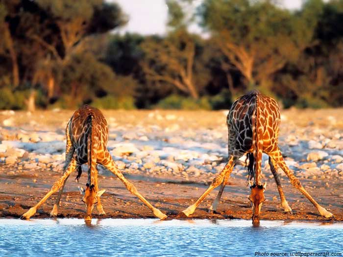 Жирафы пьют