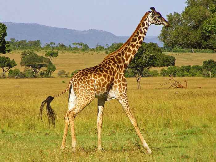 Вид на жирафа