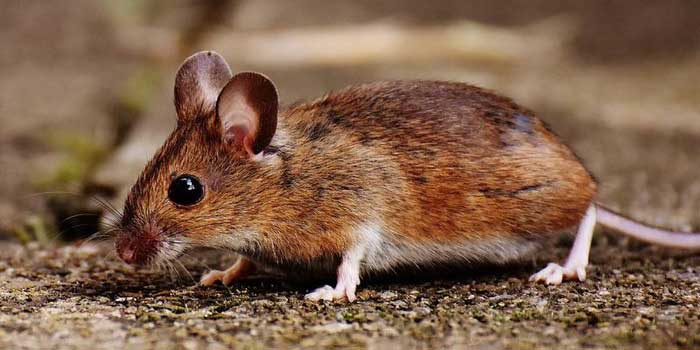 Интересные факты о мышах, описание, фото
