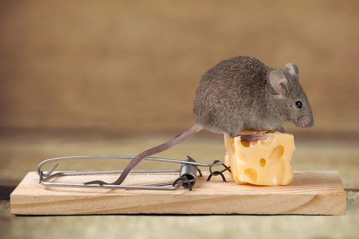 Мышь и мышеловка
