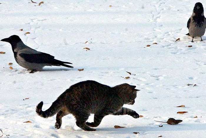 Кот преследует мышь