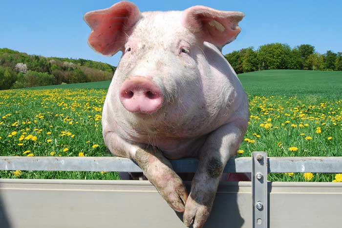 Факты о свиньях, фото