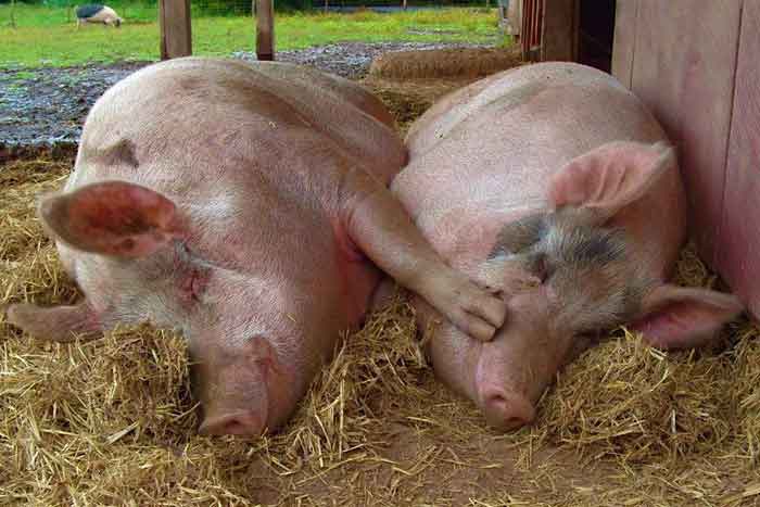 Две свиньи спят