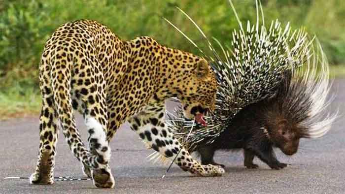 Леопард и дикобраз