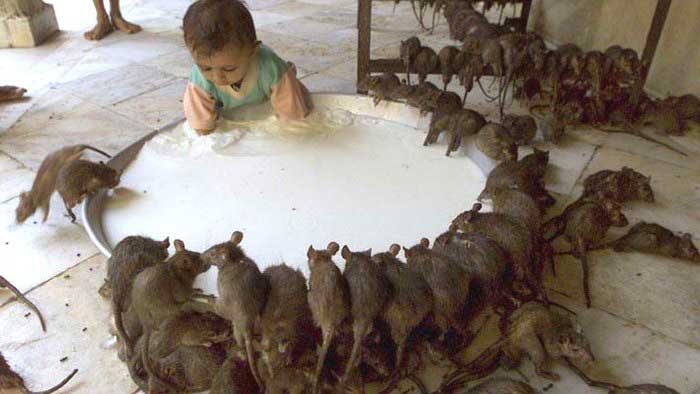 Мальчик с крысами