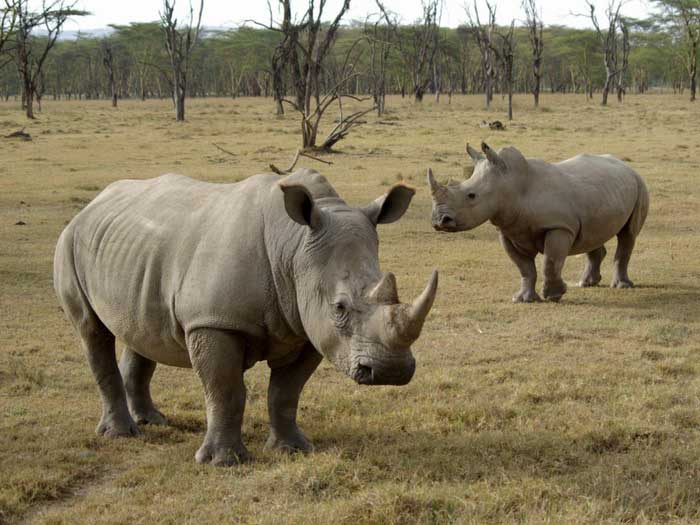 Факты о носорогах, описание, фото