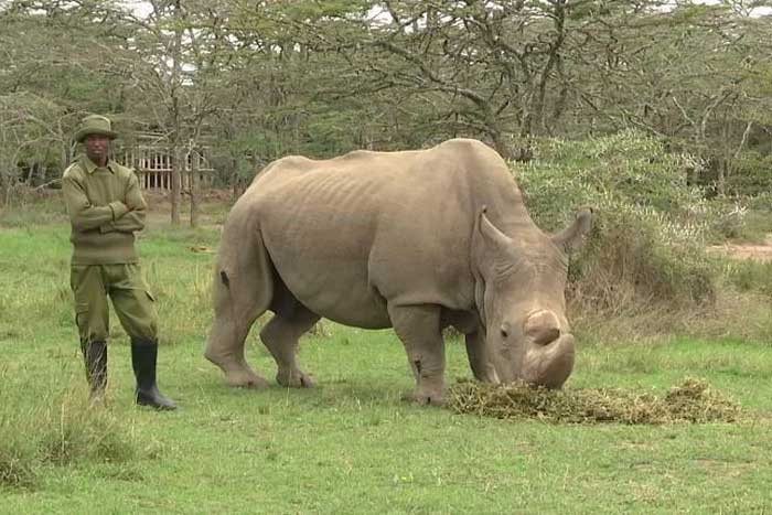 Носорог и человек